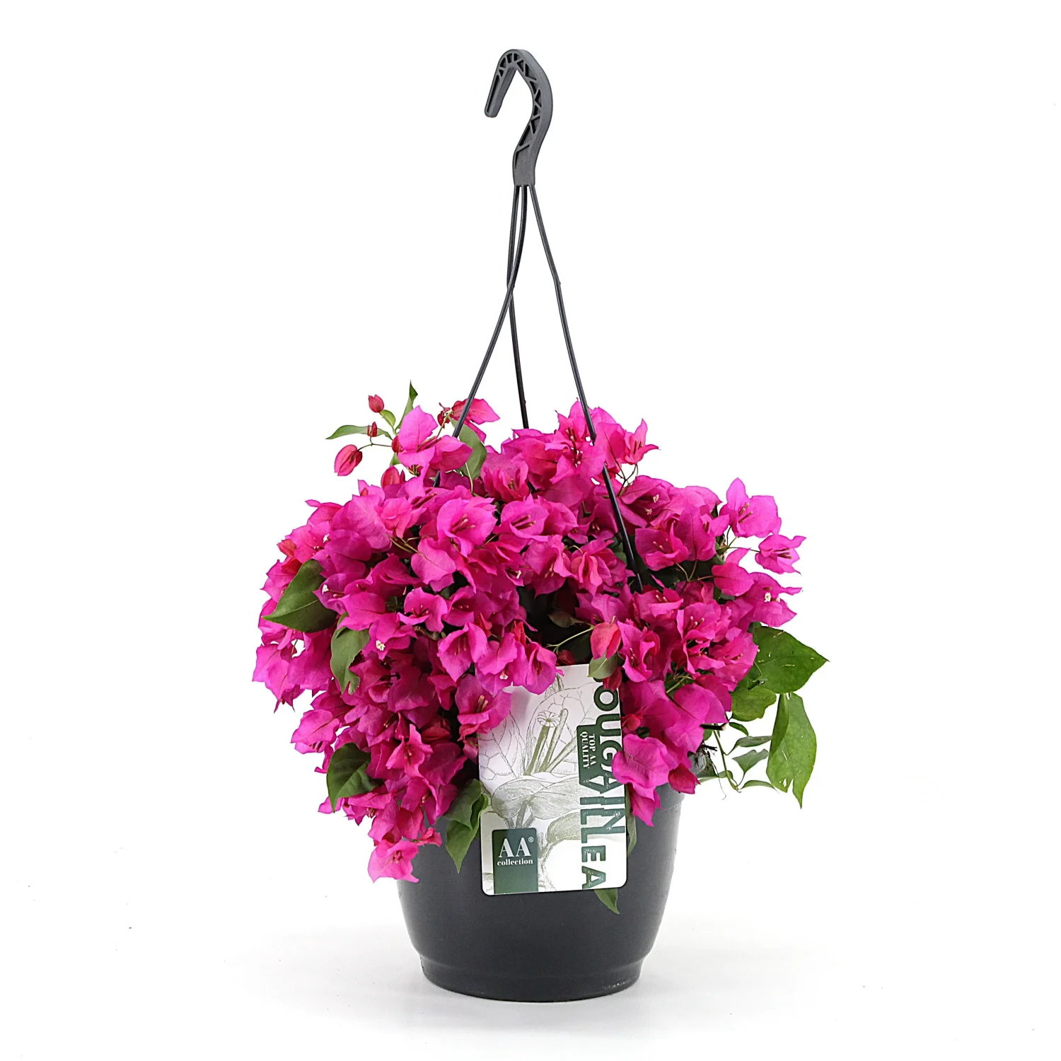 Bougainvillea Sanderiana 'hangpot paars'