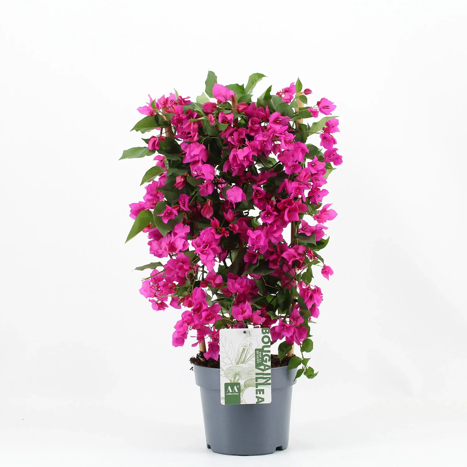 Bougainvillea 'Sanderiana'-op-rek-paars