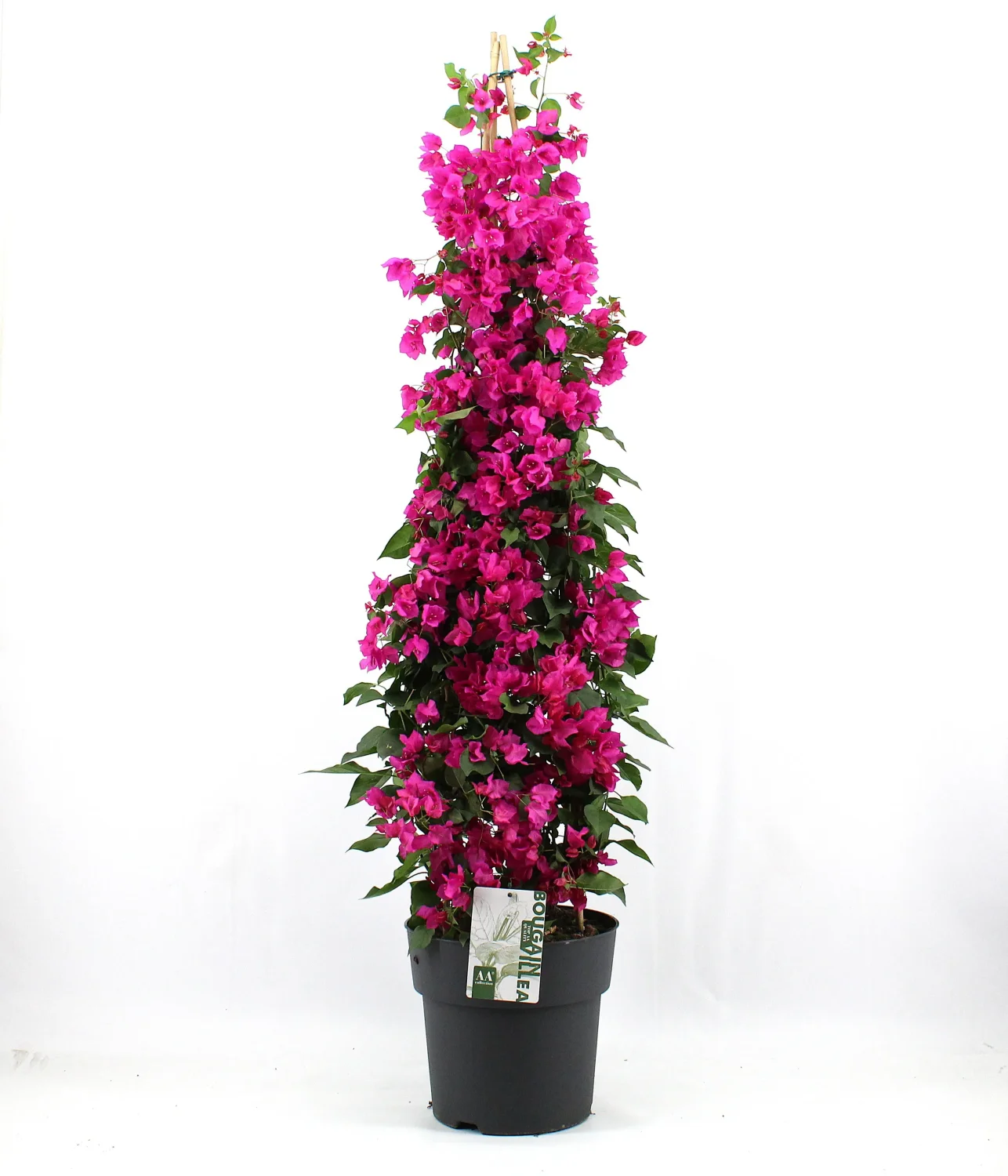 Bougainvillea 'Sanderiana' piramide p29