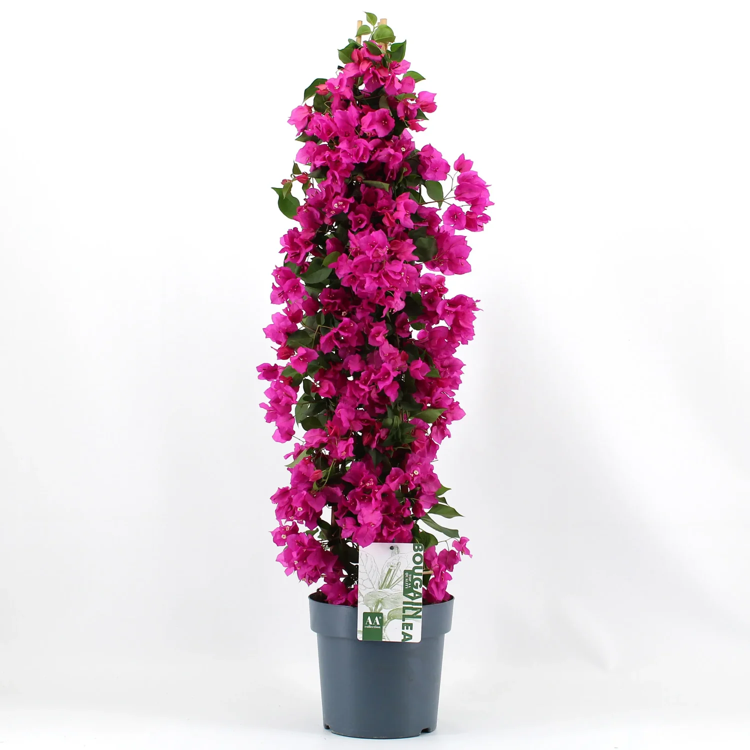 Bougainvillea Sanderiana 'piramide paars'