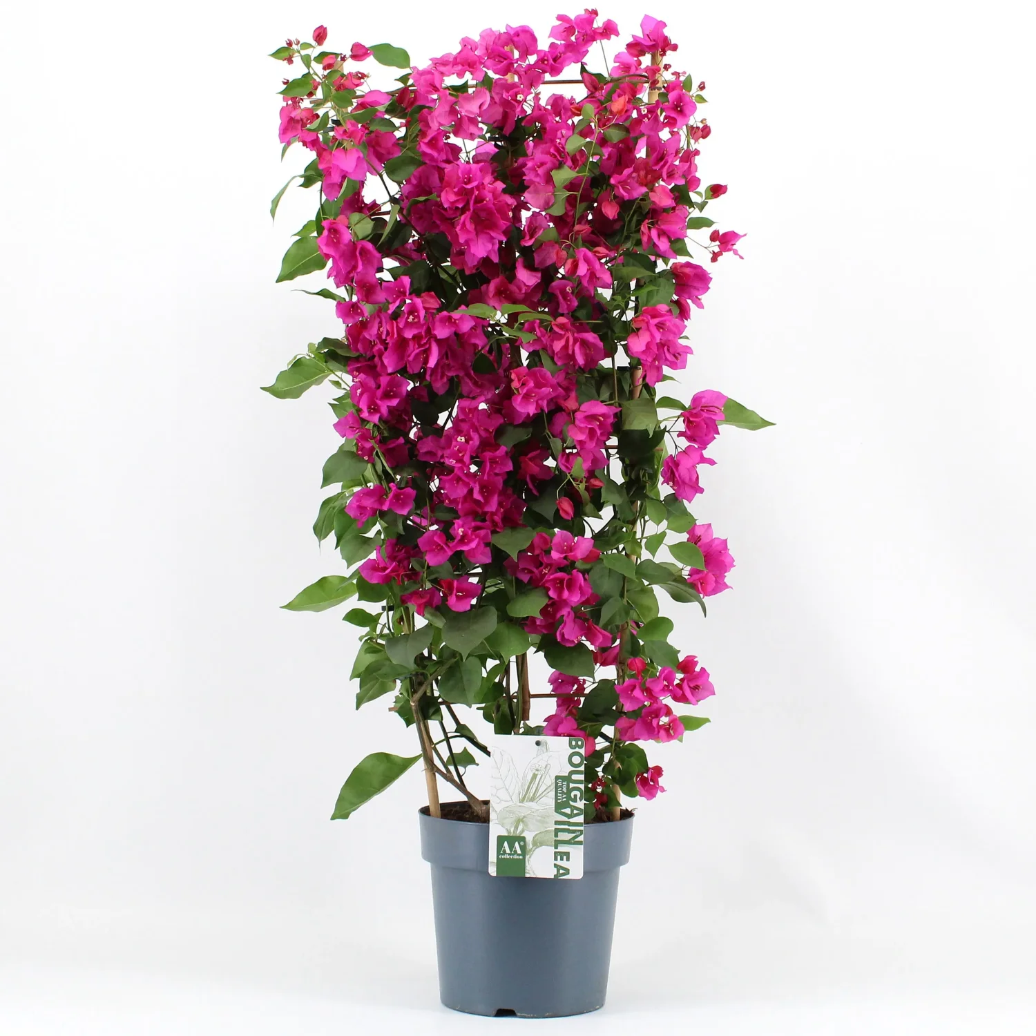 Bougainvillea Sanderiana 'rek paars'