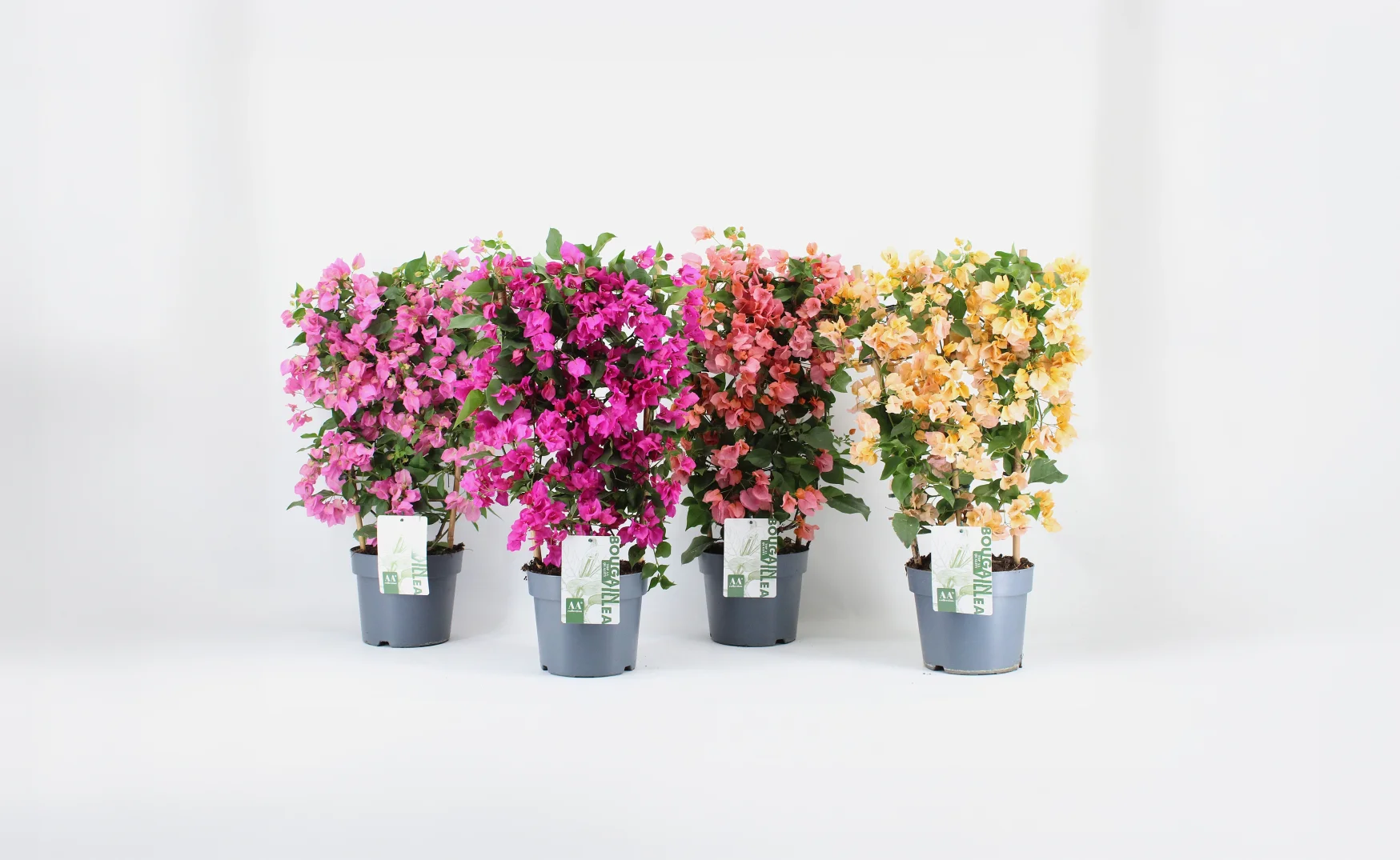 imgi_1_ae243a1a-5c03-4639-9503-78e31892266a copy